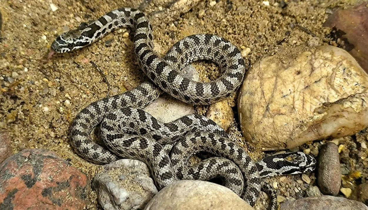 В Московском зоопарке появились детеныши редкого сарматского полоза 🐍