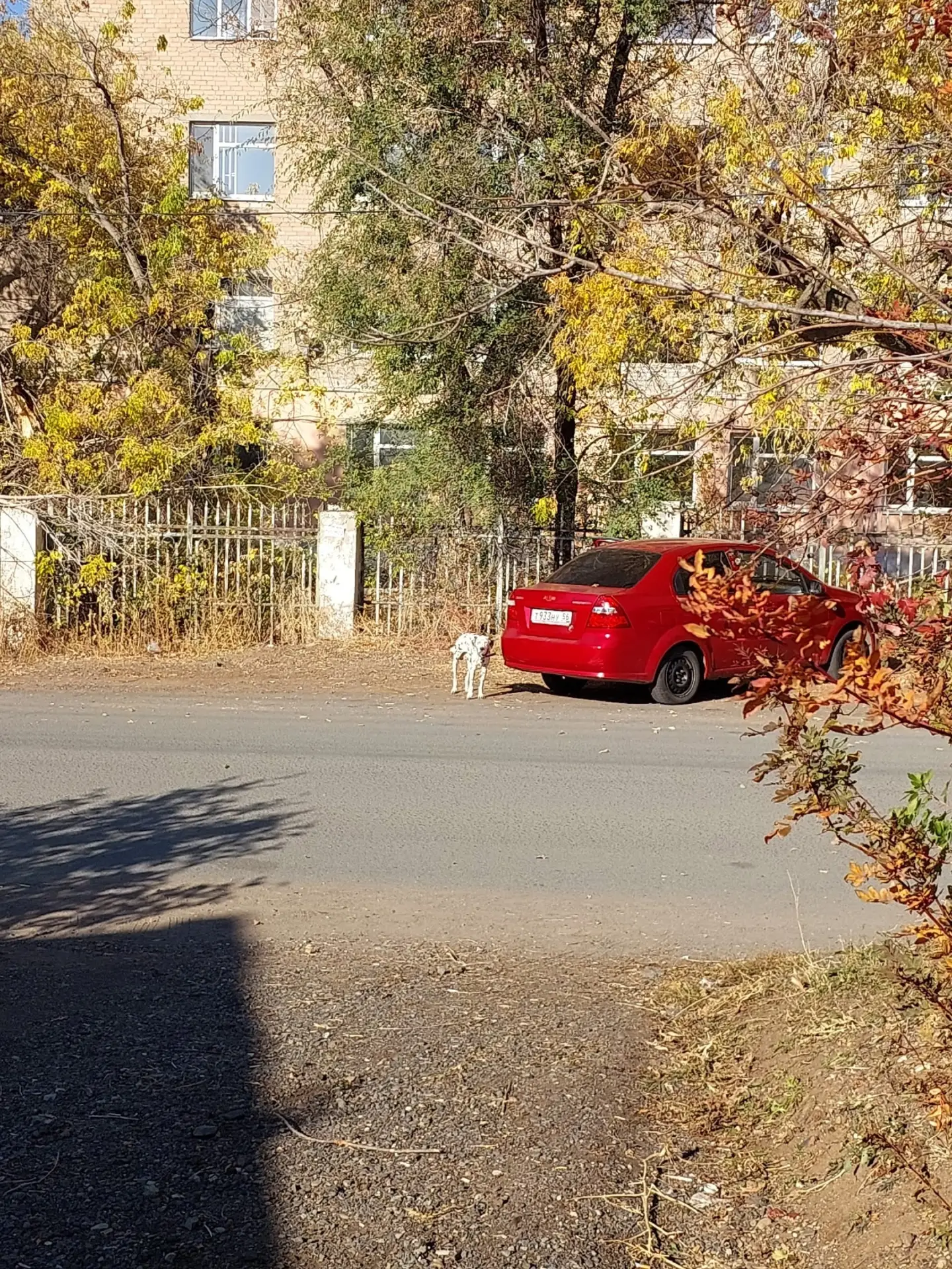 Вдруг кто потерял далматинца. Бегает с ошейником на Невельской. Последний раз видели ок...