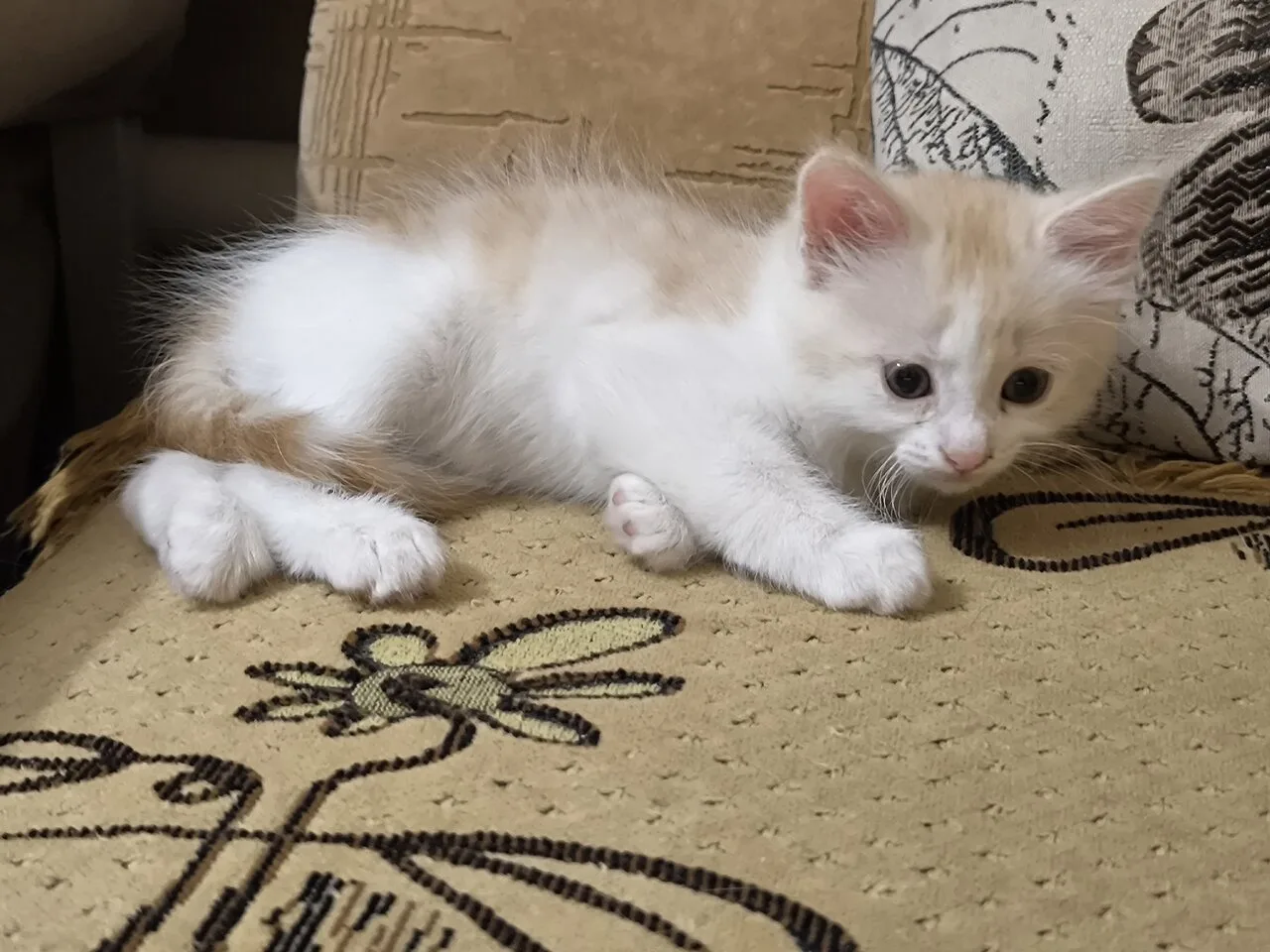 Отдам котят в добрые руки, Горловка