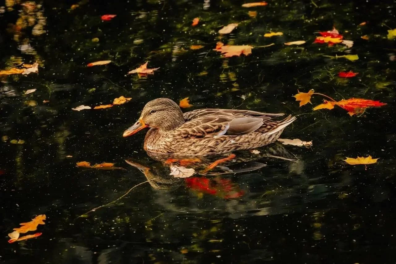 🦆🍁 В Малоохтинском парке поселились утки и селезень