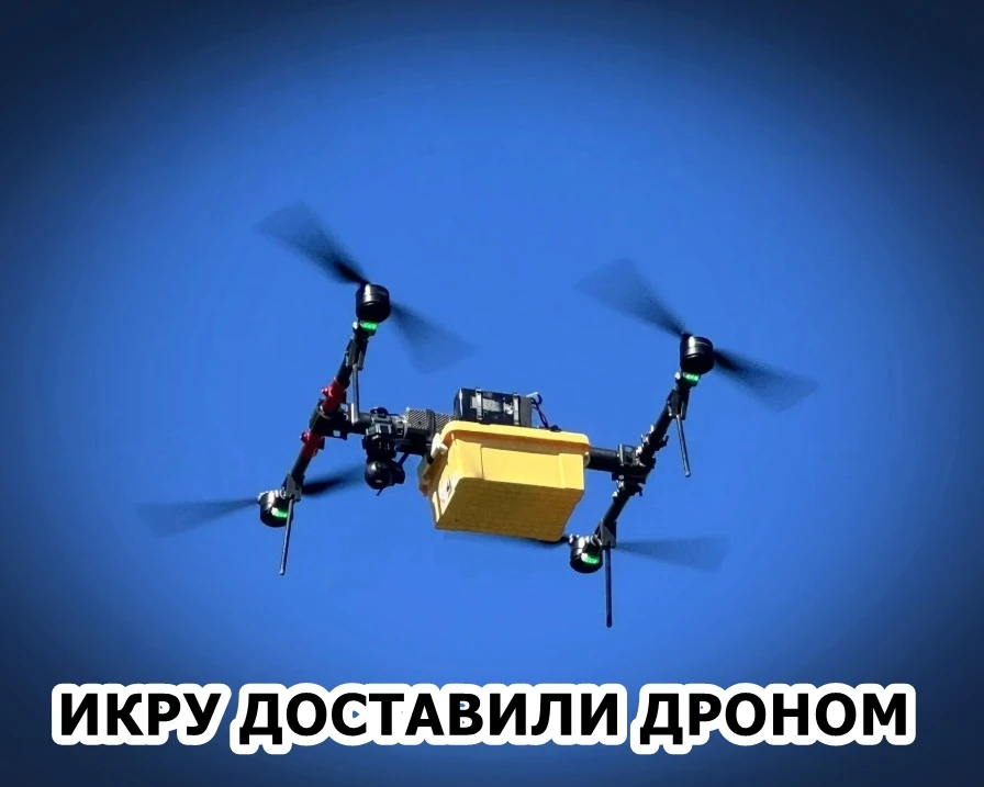 🐟 Сахалин стал первым регионом России, где икру на рыбоводный завод доставили дроном