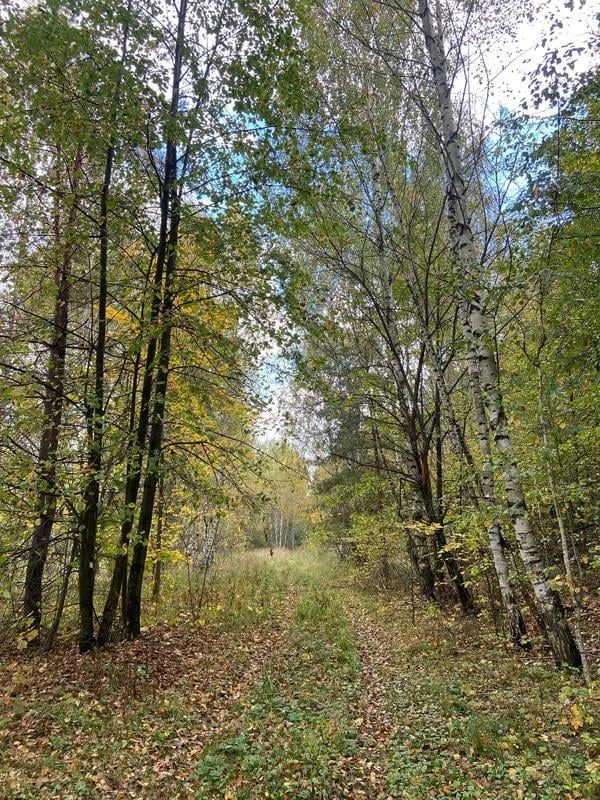 🌲🍂🌲Краски осени