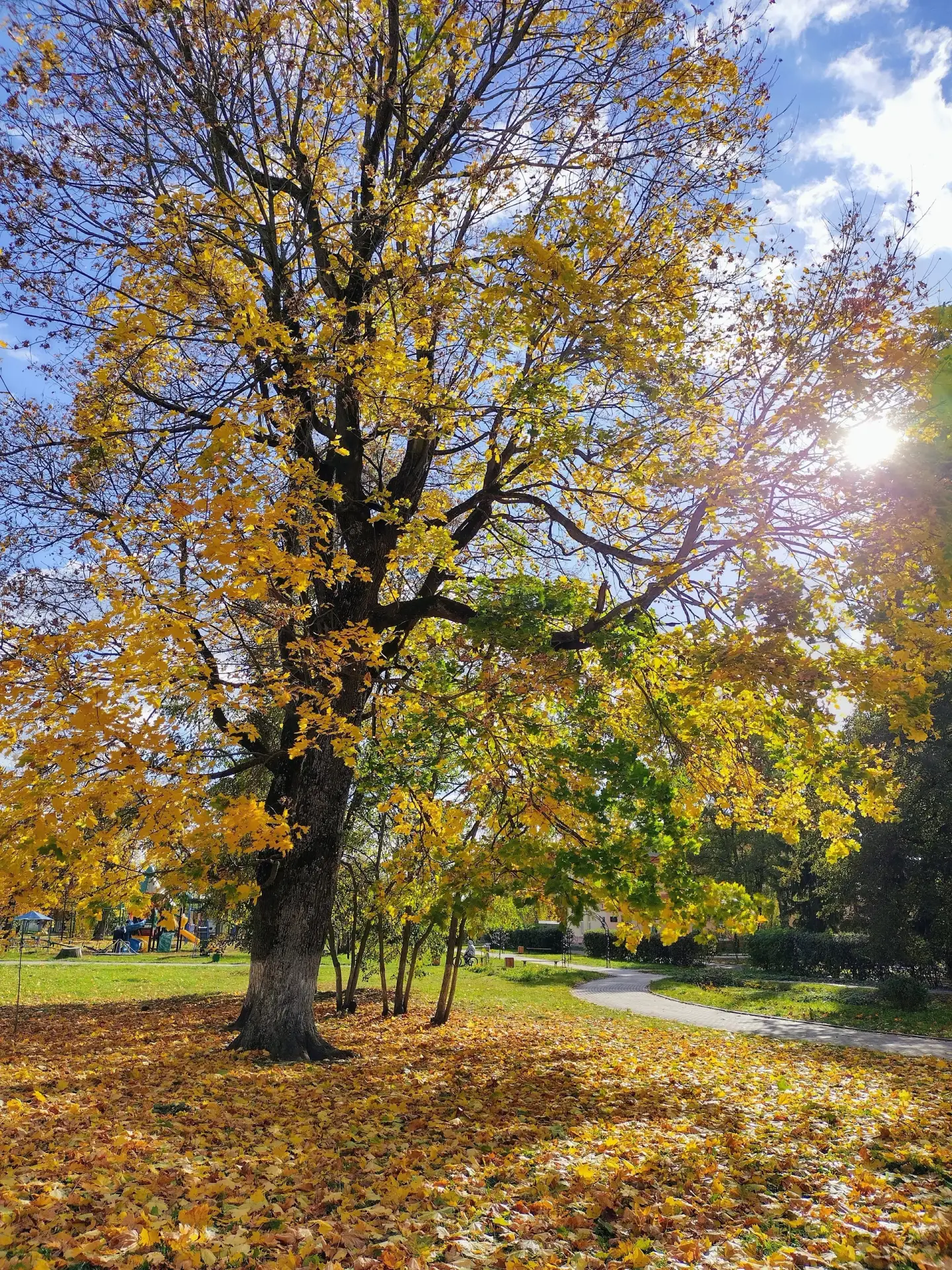 🍂🍂🍂
