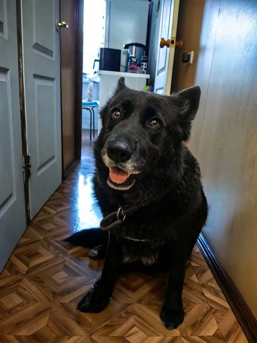 🐶🏡 Собака Вайда, ставшая героиней школьных уроков, уехала в новую семью