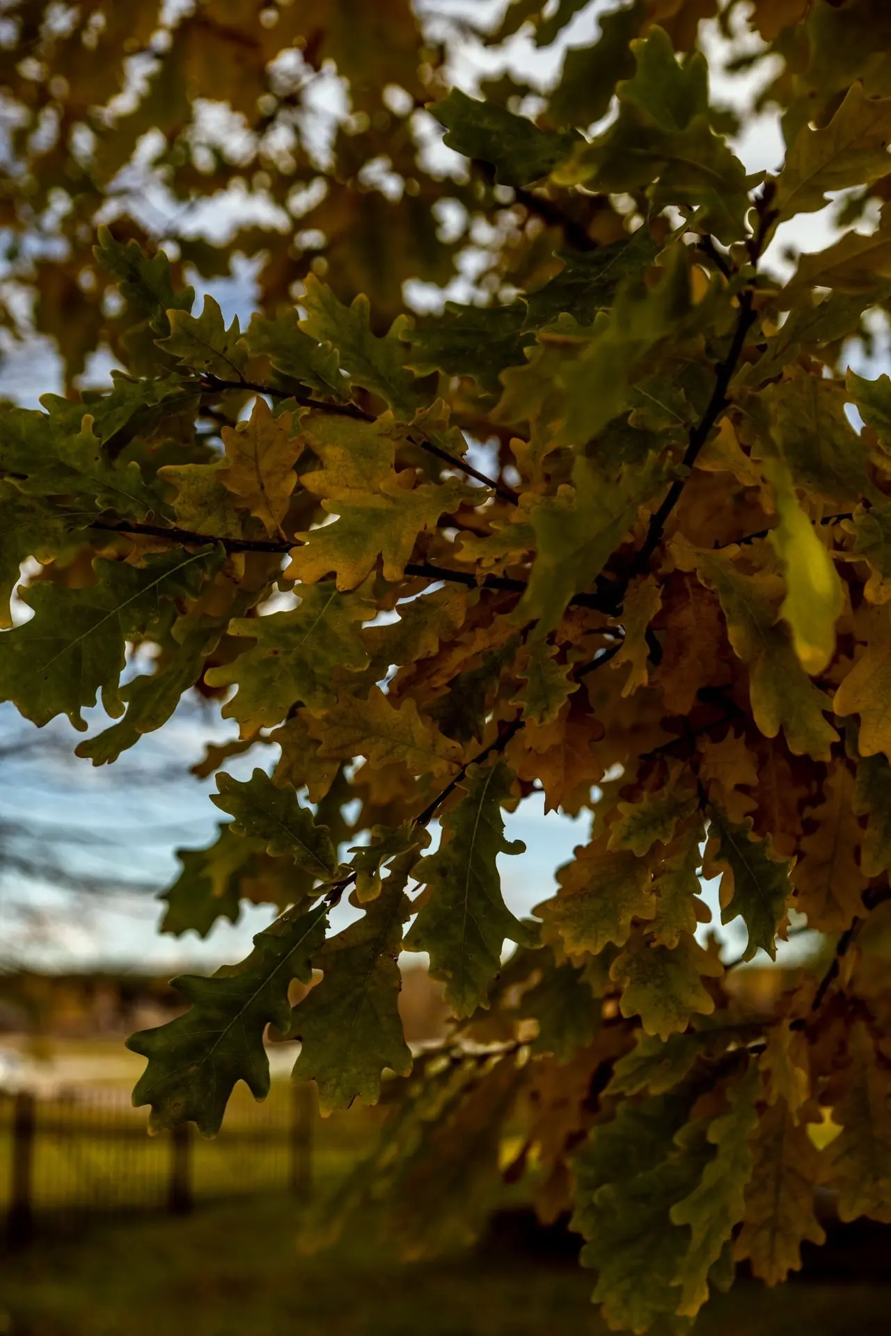 А это просто дорога в осень 🍂