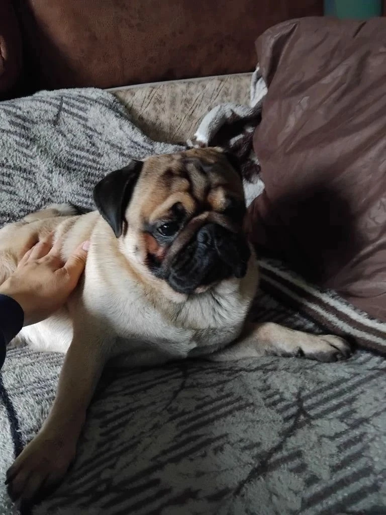 🆘🆘🆘 Нужна помощь в поиске 2х мопсов🆘🆘🆘