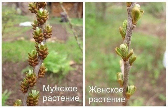 Чтобы отличить мужское растение облепихи от женского, необходимо обратить внимание на п...