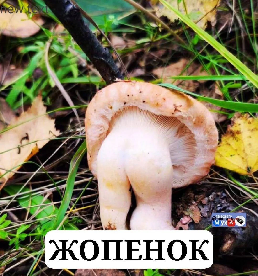 Кто-нибудь пробовал? Как на вкус? 😂