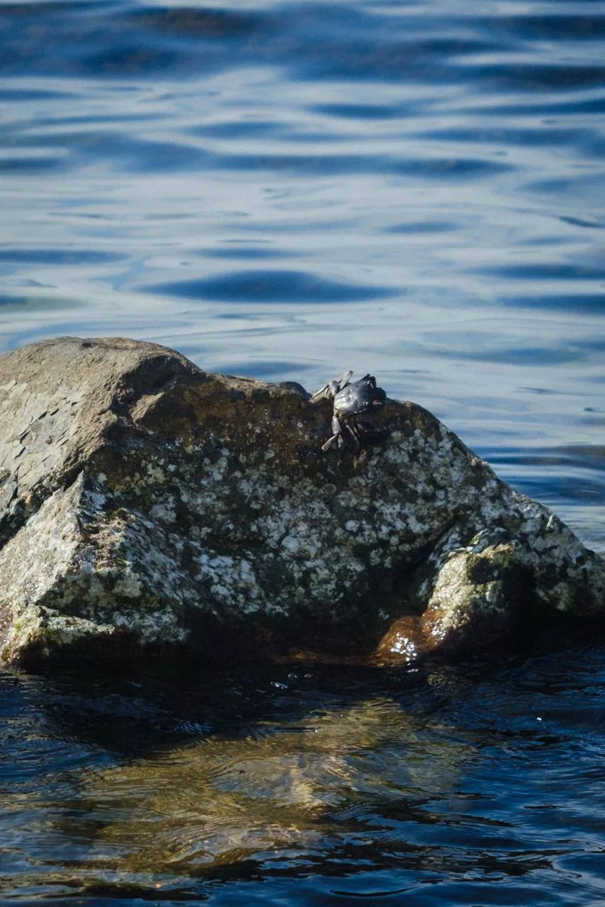 Краб и креветка в водах Анапы 🦀🦐