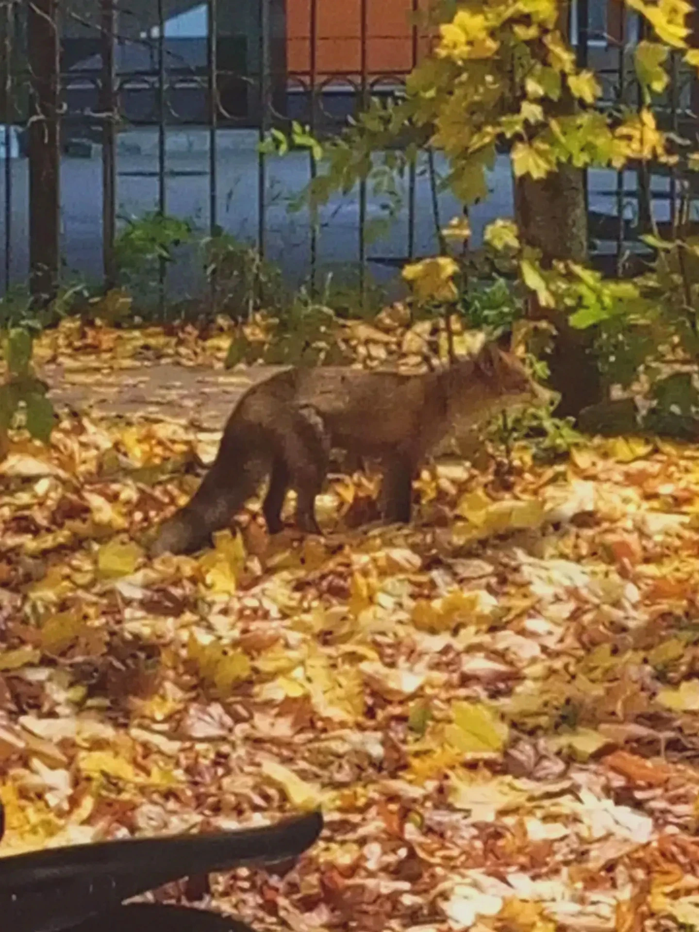 🦊 На детскую площадку у Северного, 16 пришла лиса и напугала детей