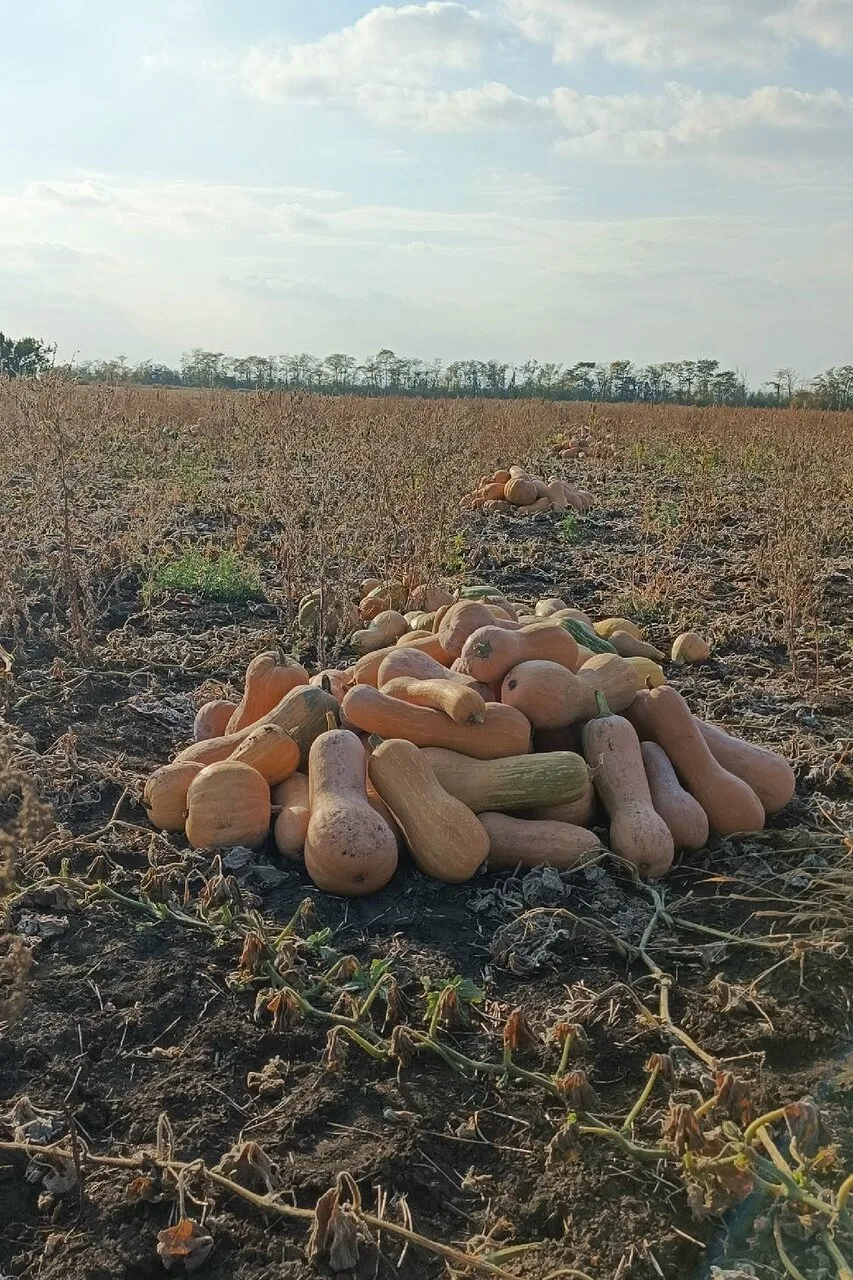 Продам пшеницу и тыкву, Амвросиевский район