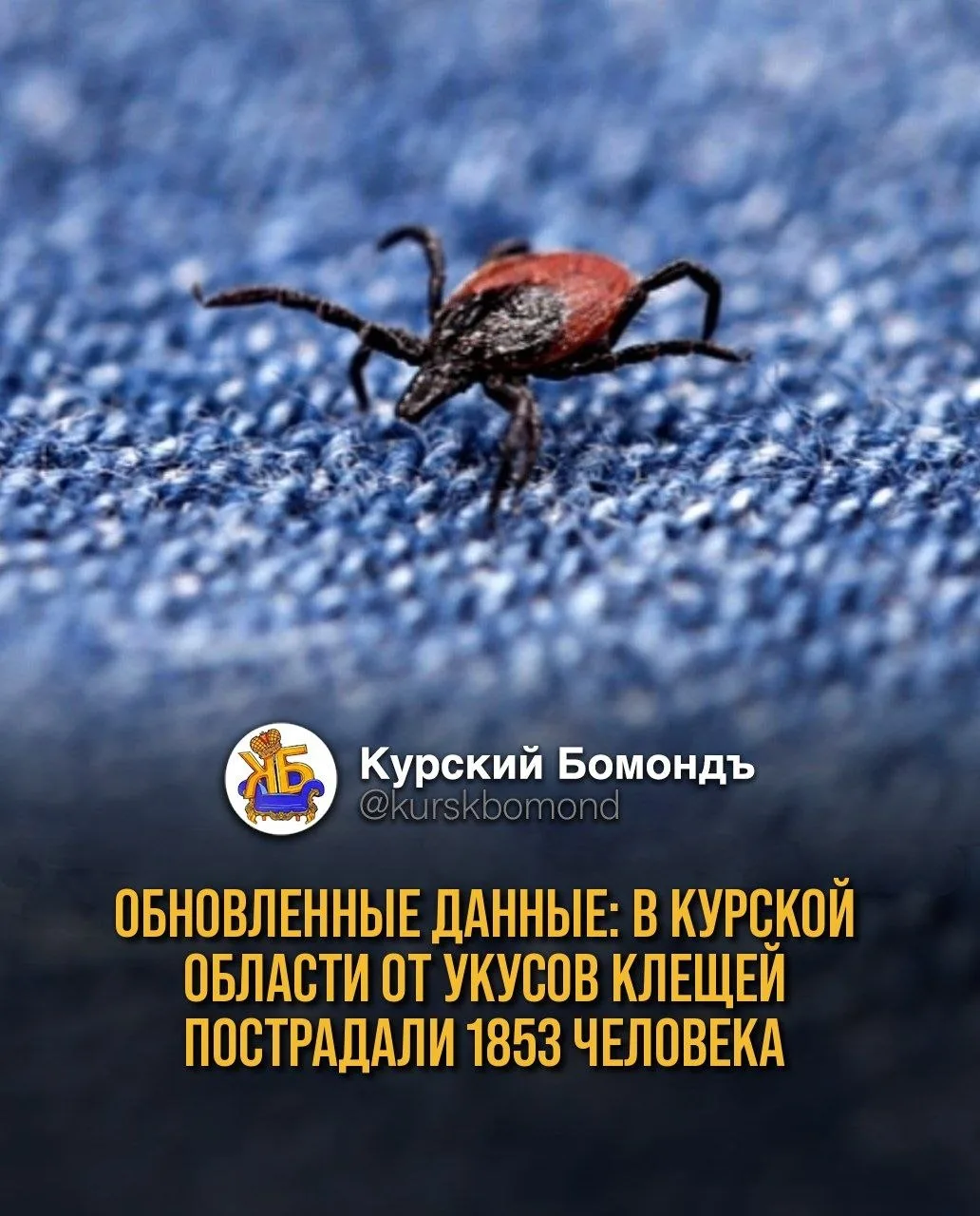 Обновленные данные: в Курской области от укусов клещей пострадали 1853 человека (Роспот...