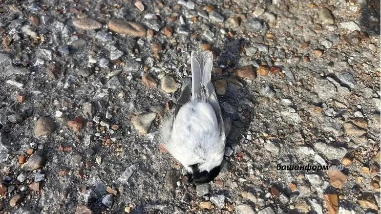 🕊 Волонтёры Уфы получают по 15–20 сообщений в день о птицах, разбившихся о стеклянные ...