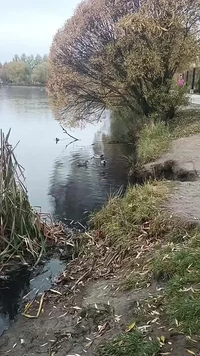 🌳 Запах канализации от Яузы беспокоит жителей