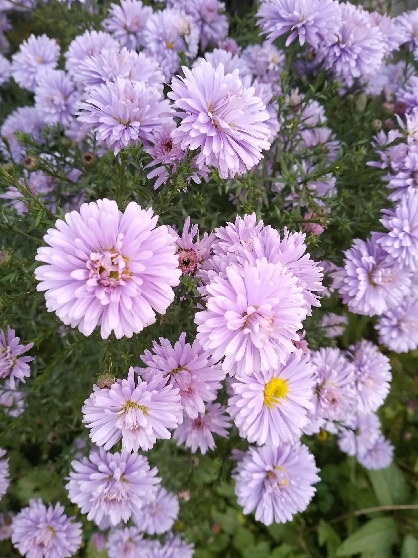 Сентябринка ещё вот такая у меня 😍😍😍