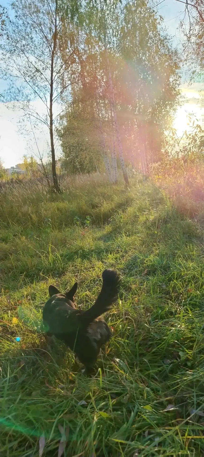 Привет, Нижний! Я Найда, и мне всего 5 месяцев 👋🐾