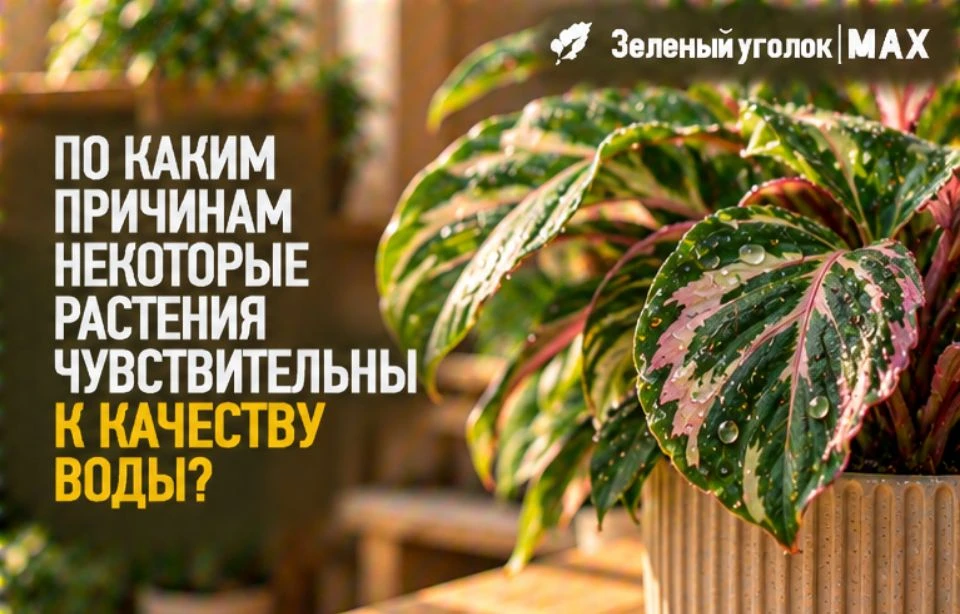🍃 ПО КАКИМ ПРИЧИНАМ НЕКОТОРЫЕ РАСТЕНИЯ ЧУВСТВИТЕЛЬНЫ К КАЧЕСТВУ ВОДЫ?