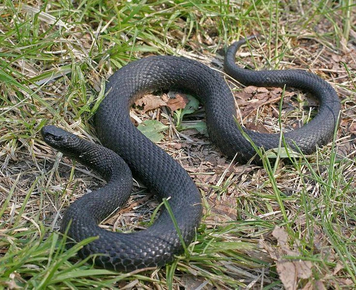 🐍 В Самарской области гадюки не спешат уходить на зимовку