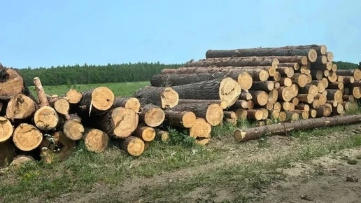 В Юхновском округе задержали мужчину за незаконную вырубку леса