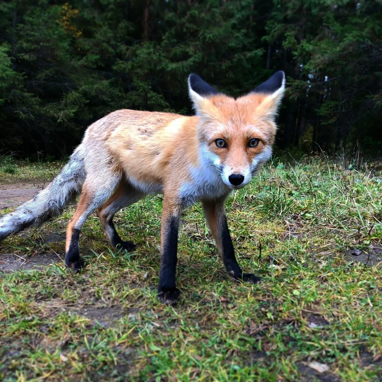🦊 У Серого камня в Пермском крае свой рыжий хозяин — маленький лисёнок, который обжилс...