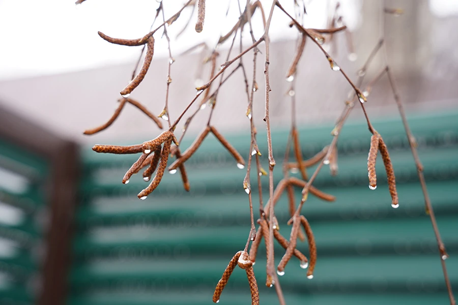 🌧️ Рязанцам обещают дождливый день 15 октября