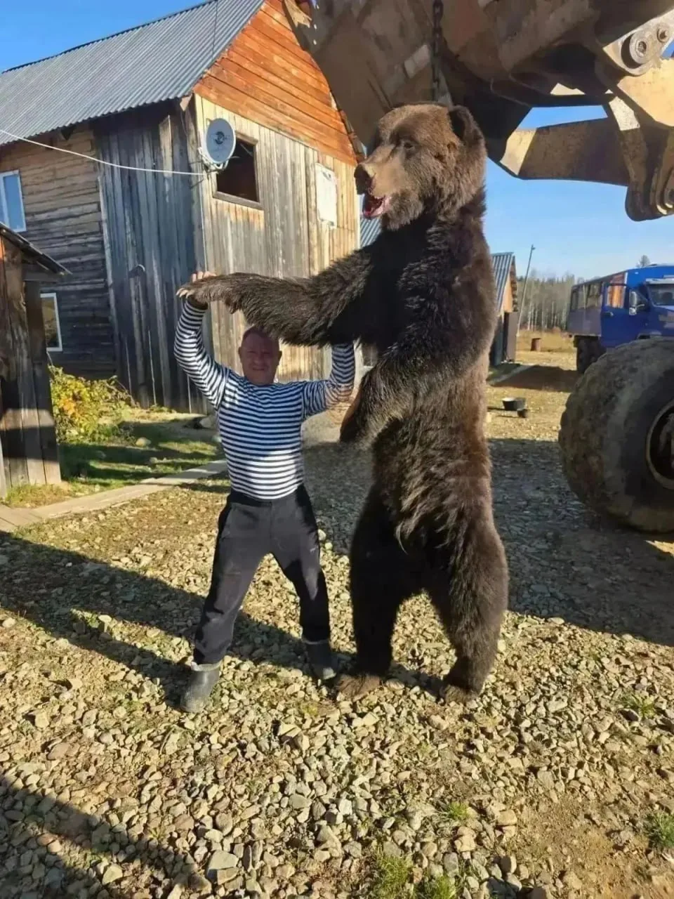 🐻 На Алтае показали размеры огромного медведя, который бродил во дворе жилого дома