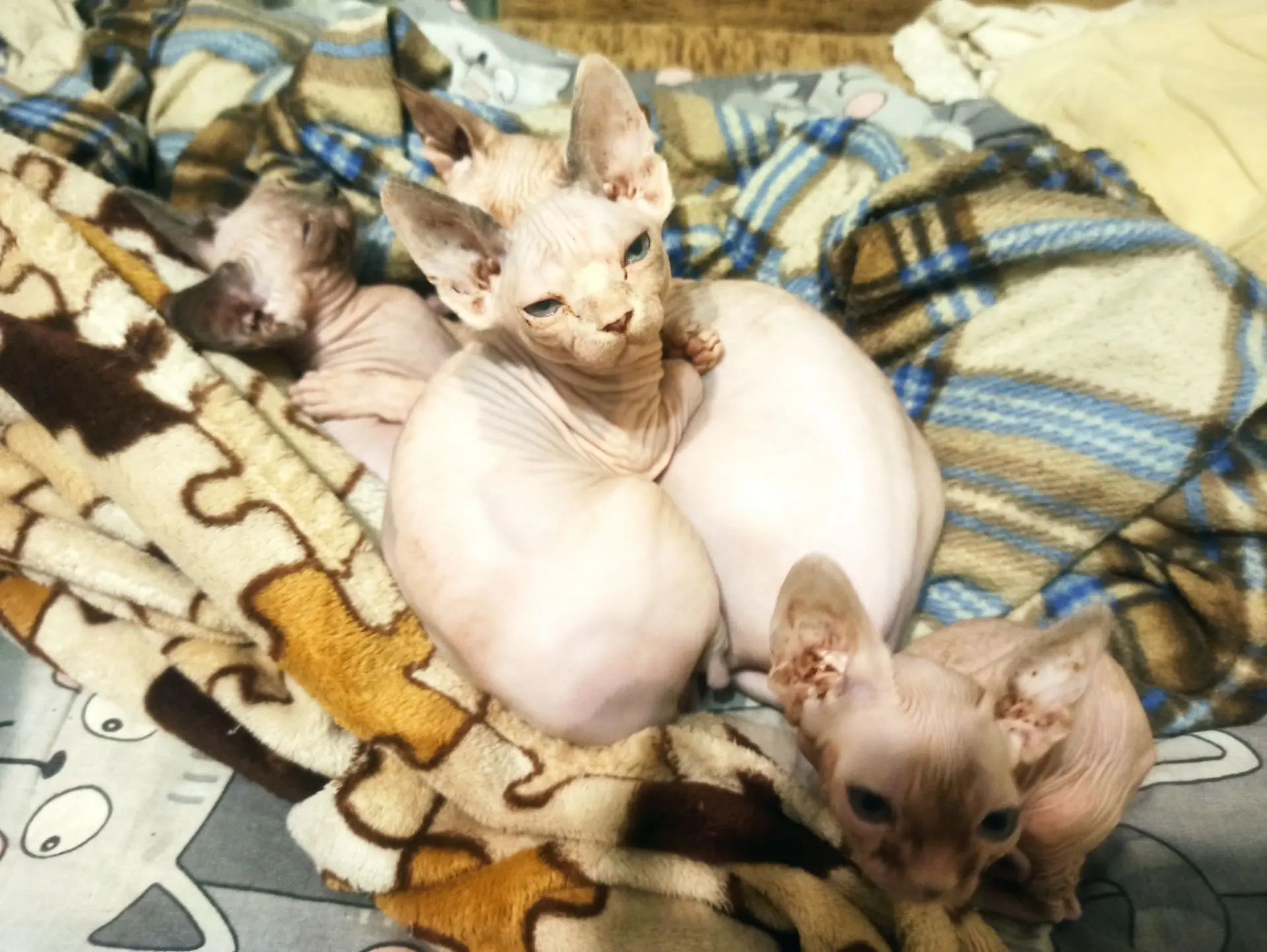 Продам котят редкой породы Донского сфинкса. Мама и папа чистокровной породы, папа - эк...