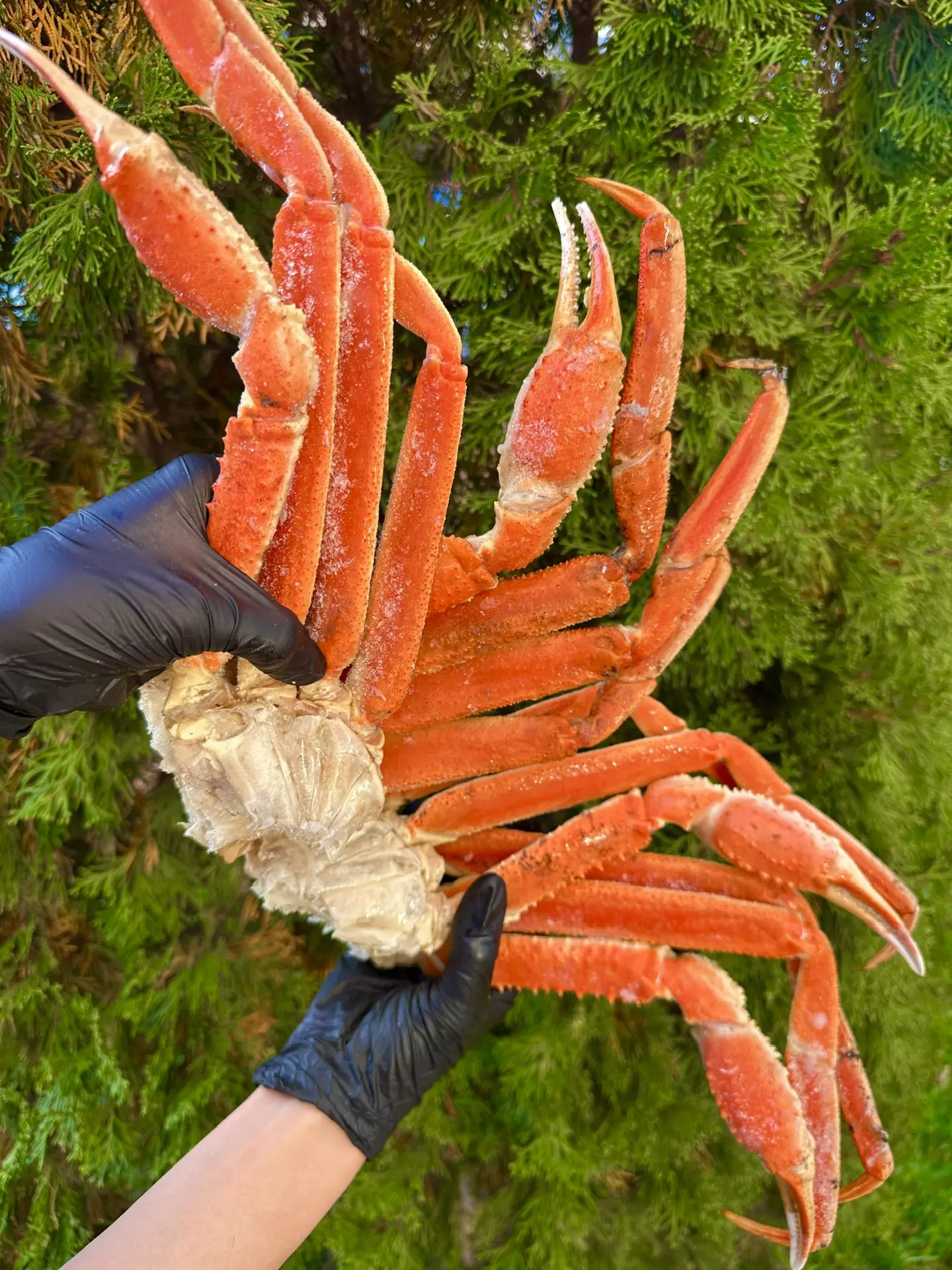 ‼️ ЗАВЕЗЛИ КЛЕШНИ КРАБА СТРИГУНА ‼️🔥🦀