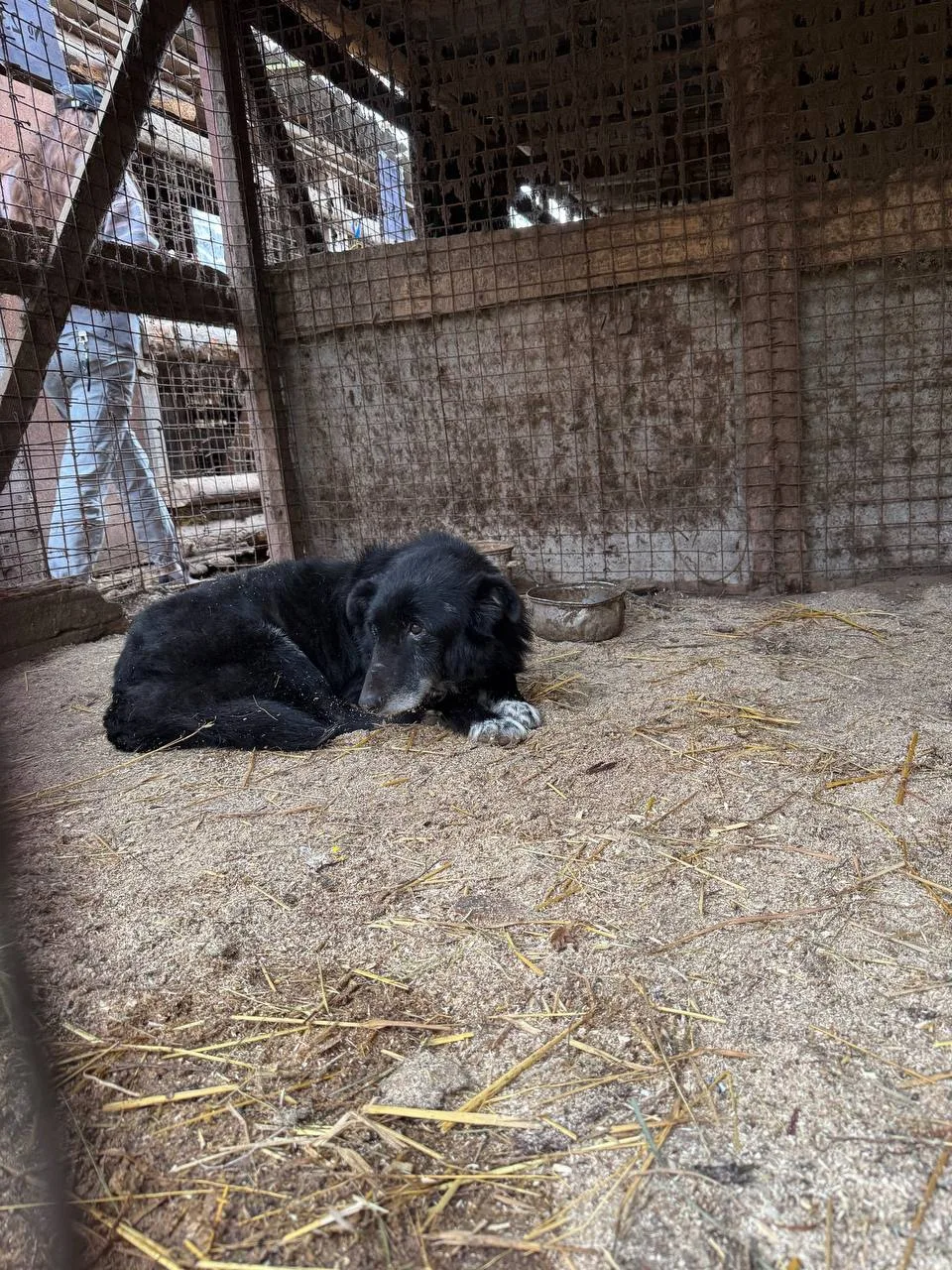 На фото один из 15 несчастных собак, которых мы вывезли из концлагеря Калуги. Пока они ...