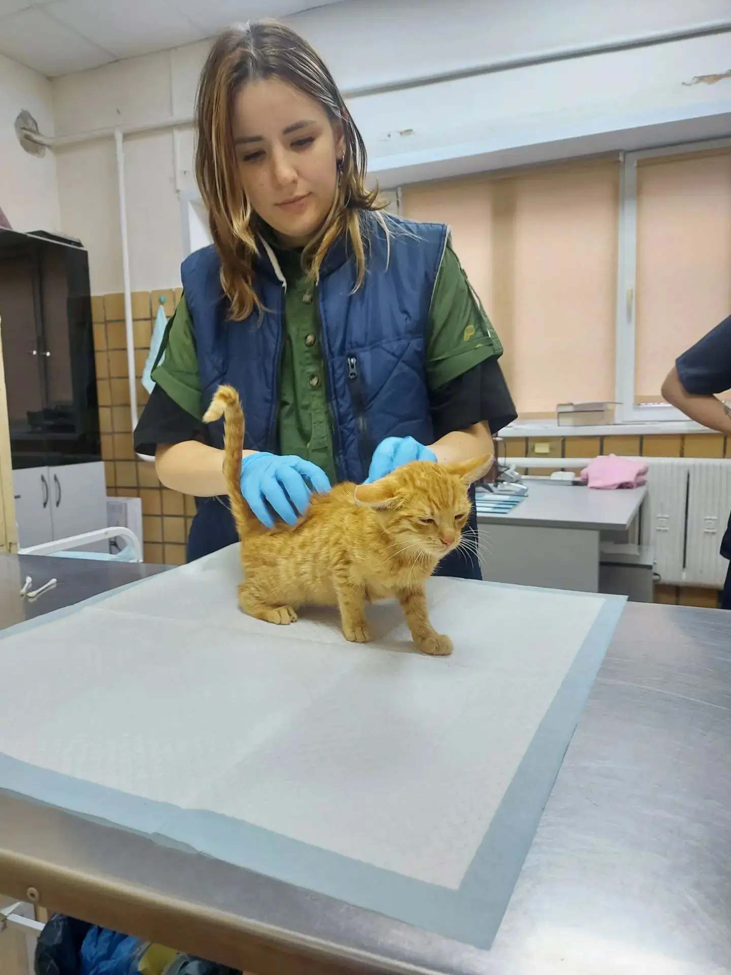 🐾 В нашу клинику пришла очаровательная кошечка — ей всего 2,5 месяца. Сейчас для неё о...
