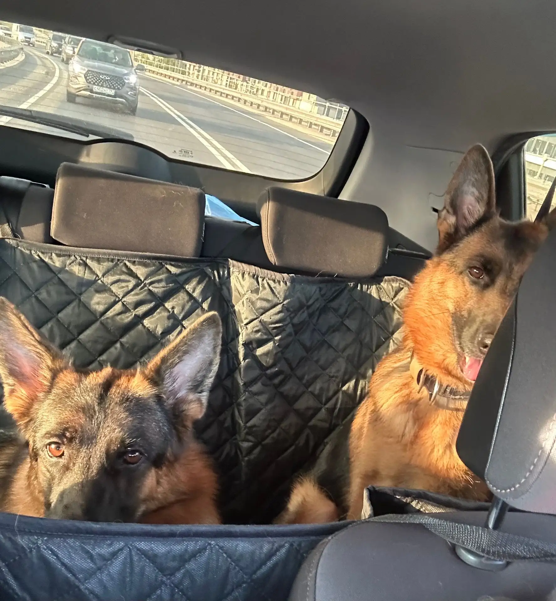 🐶 Поездка на дачу: миссия «поймать идеальный кадр»!📸 Всего то нужна овчарка + её подр...
