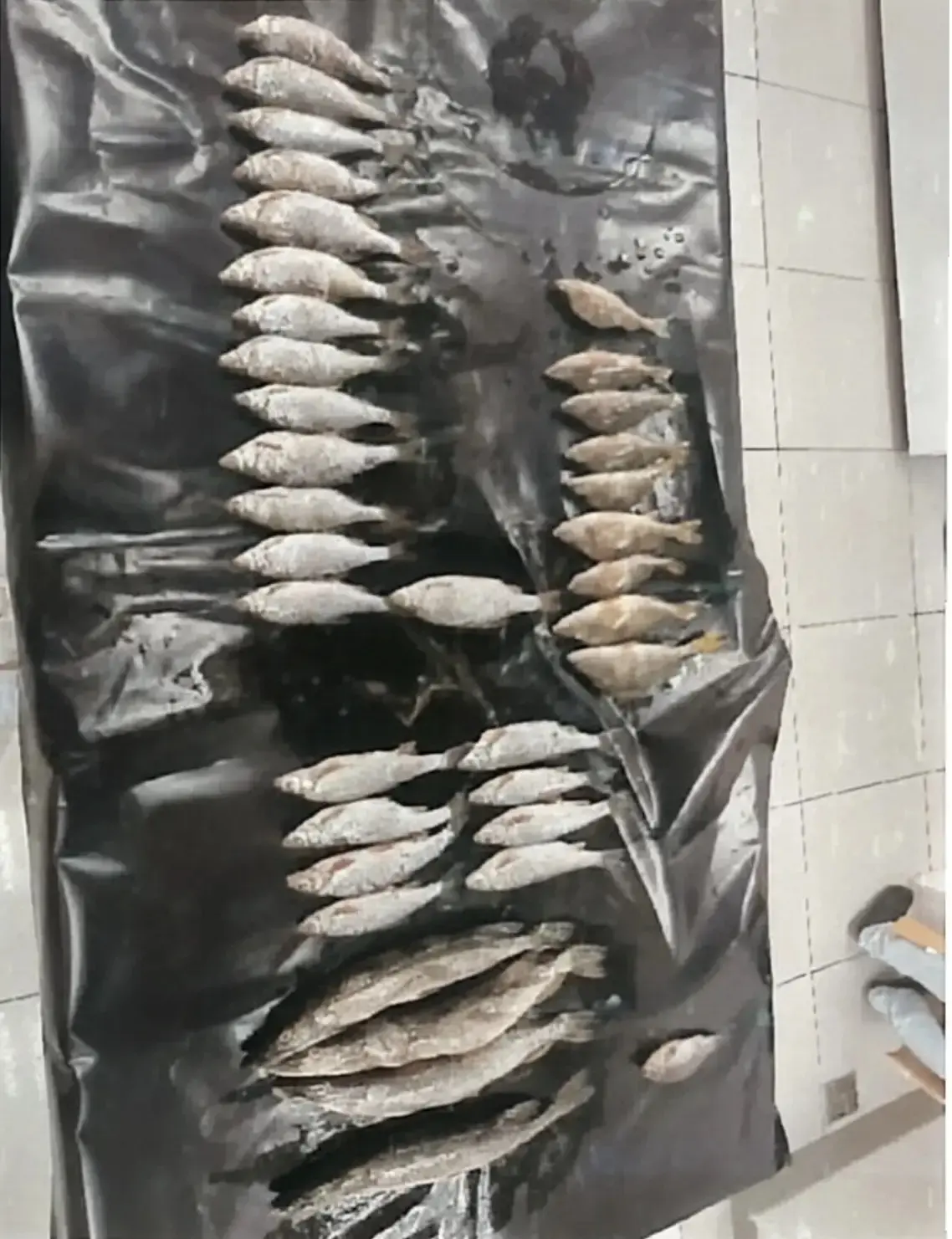 🎣 Три сети, 36 рыб и один нерест: в Иланском районе перед судом предстанет животновод ...