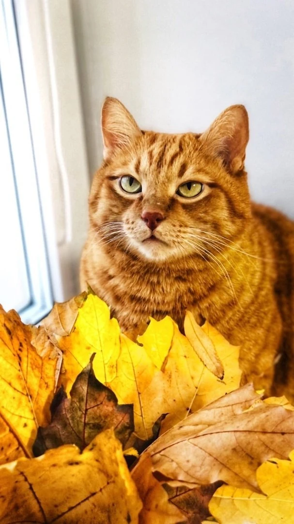 🐾 Ваш кот вас не любит. Он вас использует