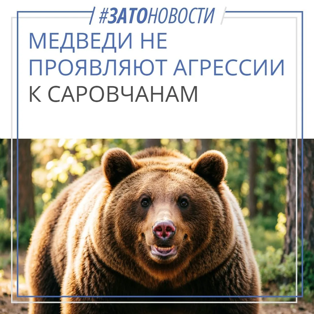 Минлесхоз сообщил, что медведи, замеченные в Сарове, не агрессивны