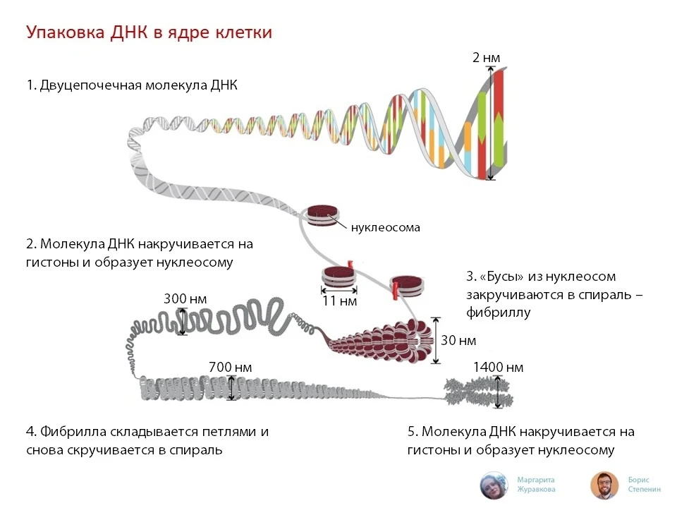Сохраняйте подборку полезных инфографик по теме «Размножение, рост и развитие», отправл...