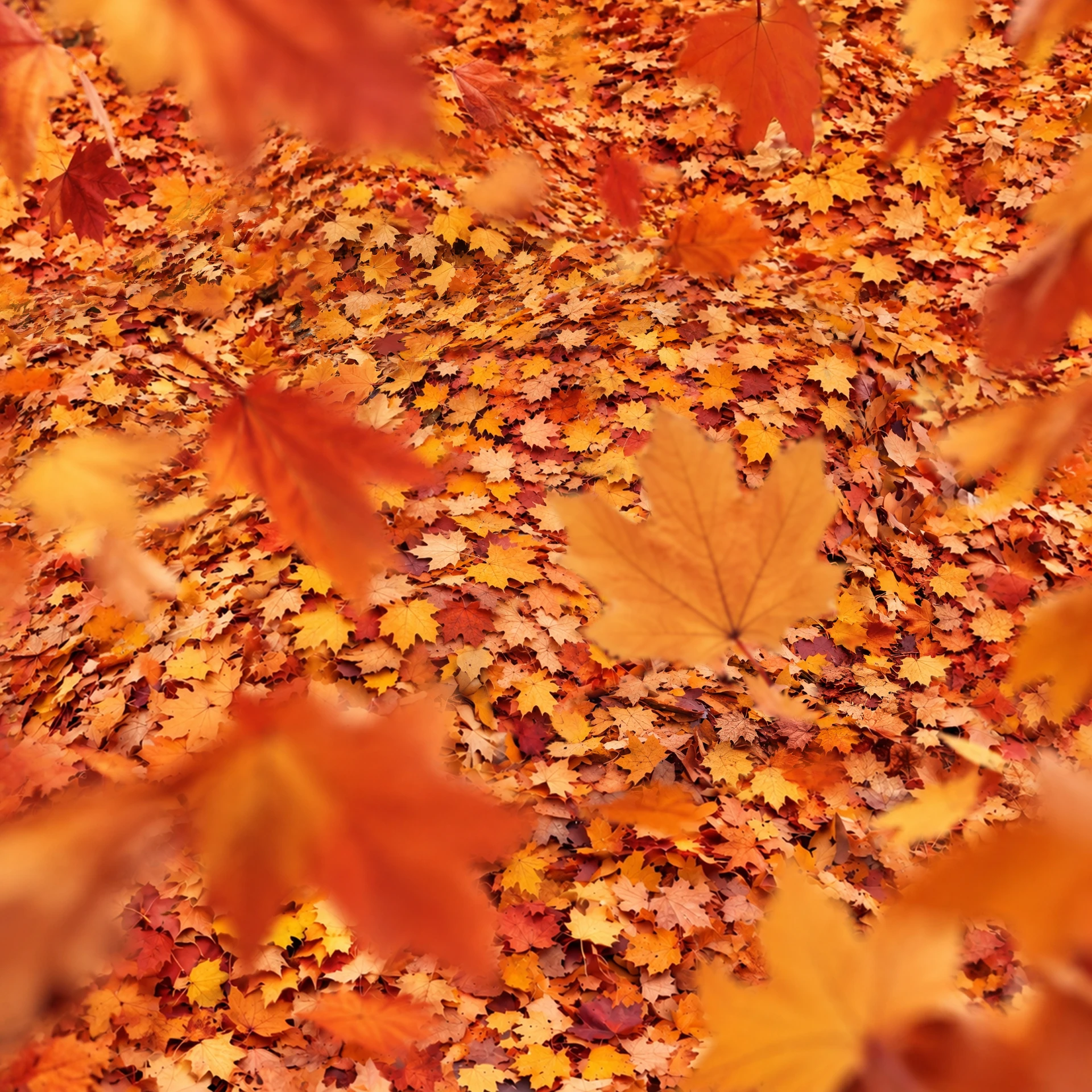 🍂 Любим осень за яркие краски, но, кажется, в этот раз она немного увлеклась украшение...