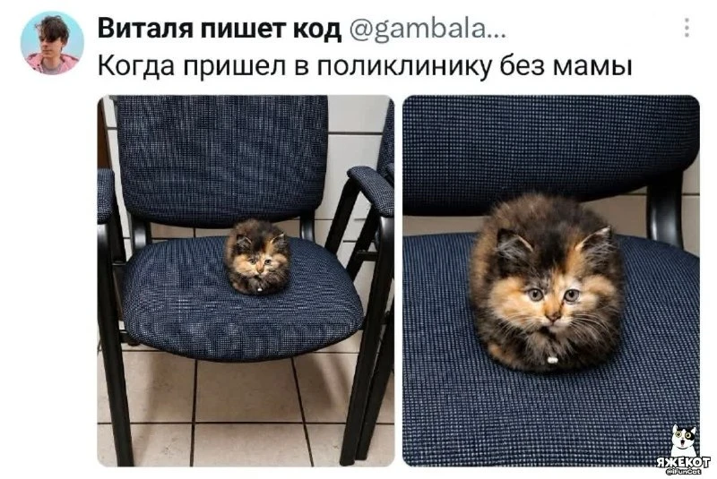 🐾 ЯЖЕКОТ