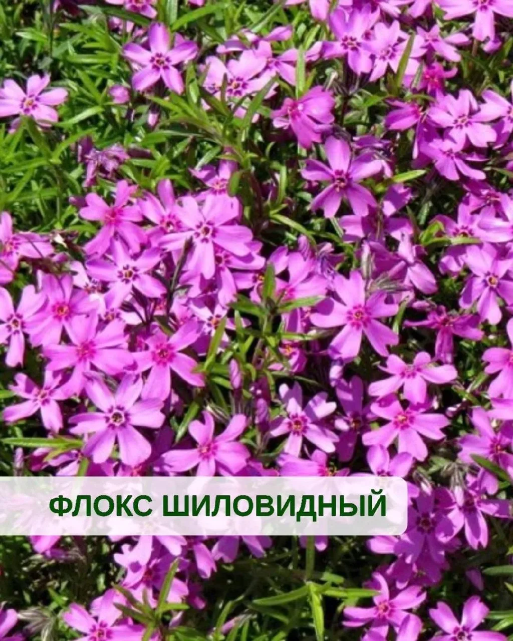 ПАМЯТКА: Какие многолетники НЕ обрезаем на зиму под корень ✂️