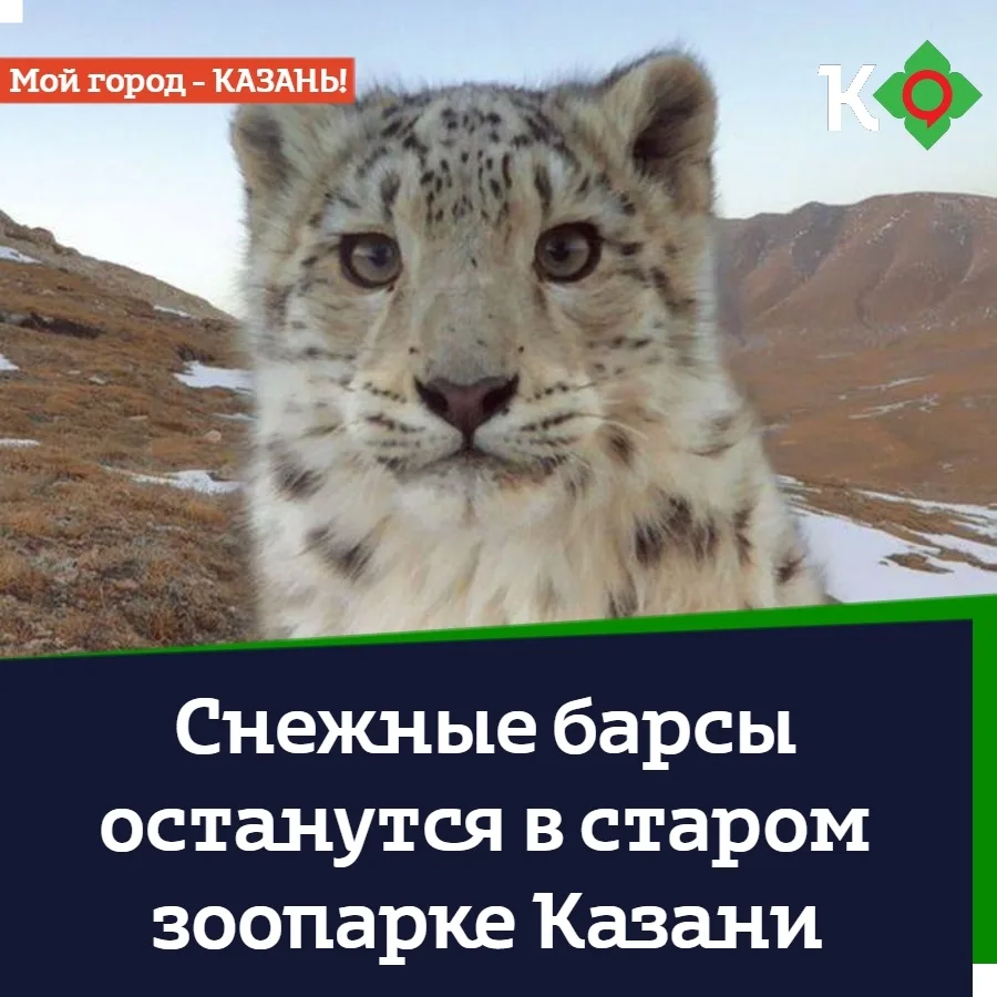 🐆 Снежные барсы останутся в старом зоопарке Казани