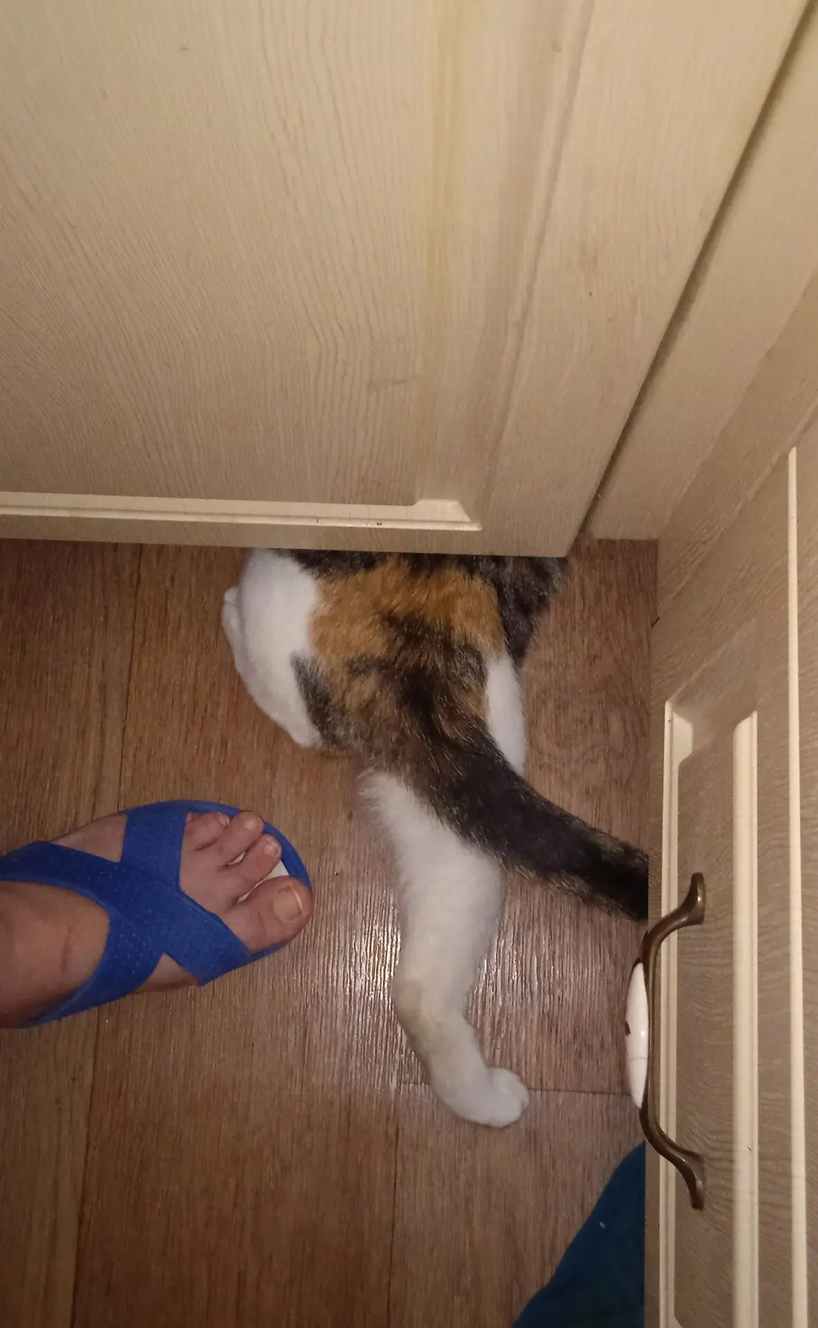 🐾