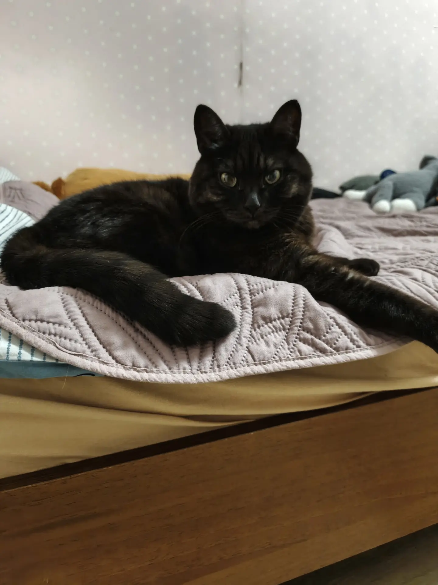 ЧЕЙ КОТИК?