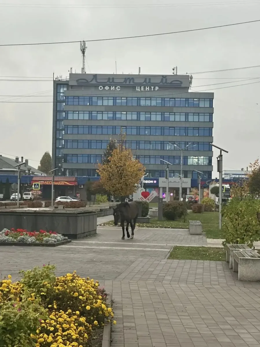 Видели лошадь у Лития? Поздравляем, вы в Брянске