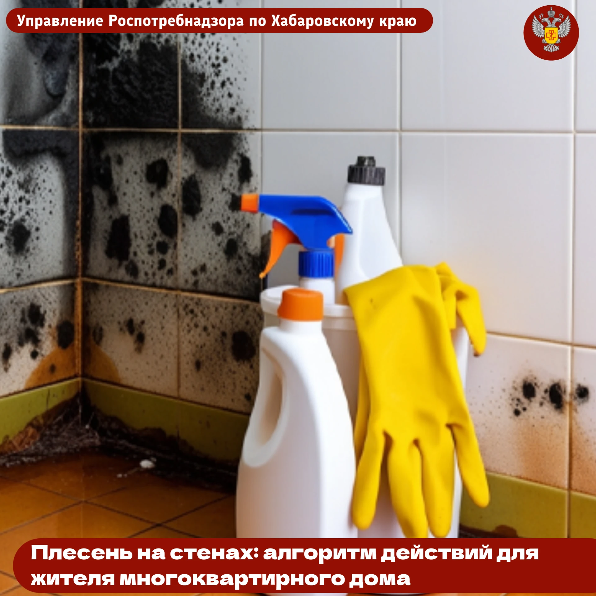 🔎 Заметили плесень? Не закрашивайте и не игнорируйте её, так как она опасна для здоровья!