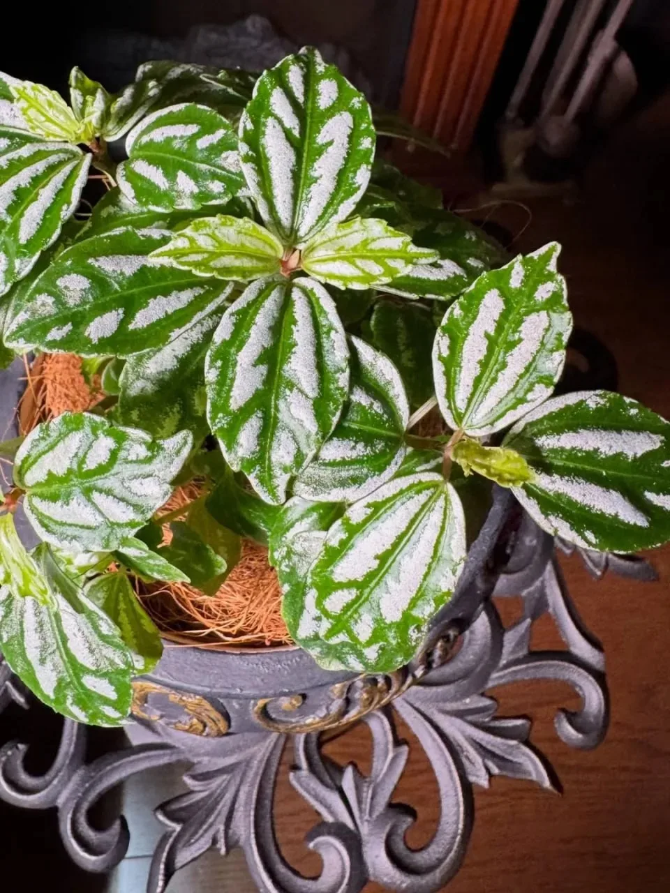 🌱 Пилея Кадье (Pilea cadierei) - неприхотливое декоративно-лиственное растение . Её гл...