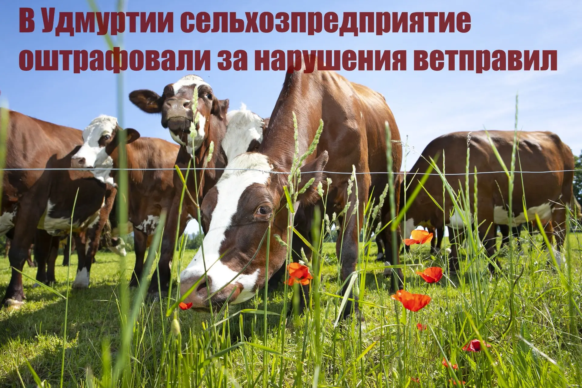 В Удмуртии сельхозпредприятие оштрафовали за нарушения ветправил