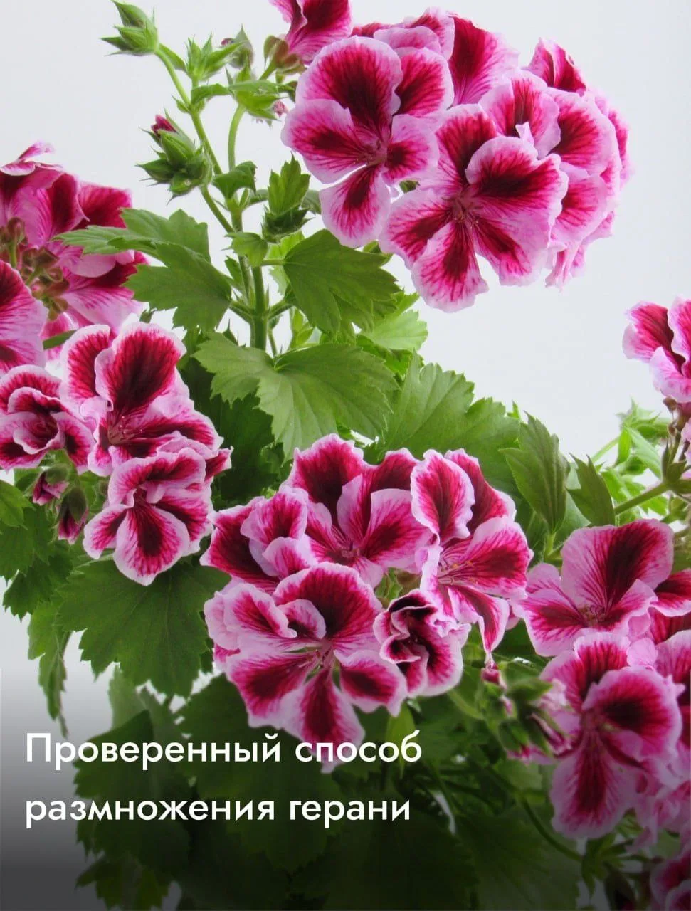 Проверенный способ размножения Герани 🌺