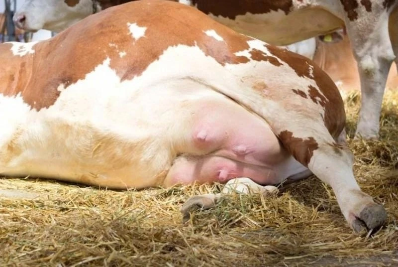 Опасный для людей пастереллез обнаружили у скота уже во втором селе Приморья.