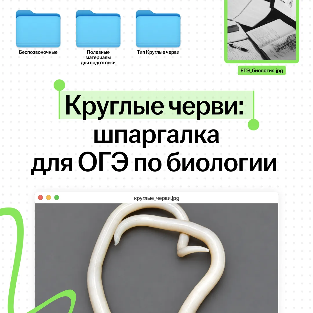 Анатомию круглых червей помнишь? 🪱