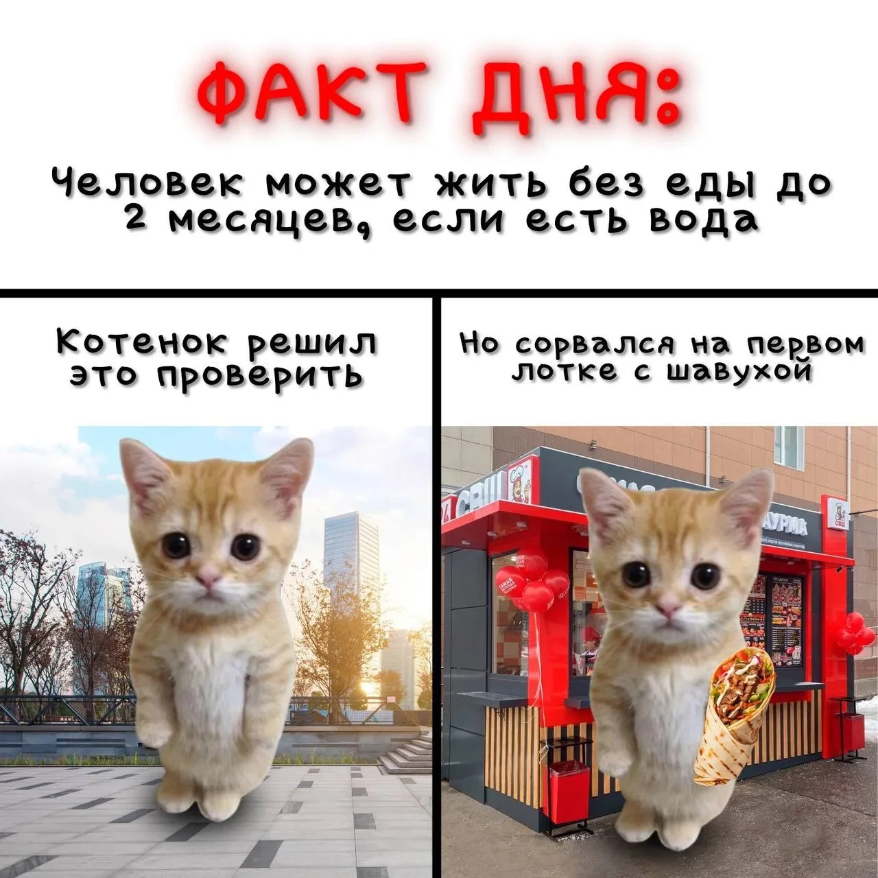 Рекорд котенка без еды ~ 15 минут 🥙