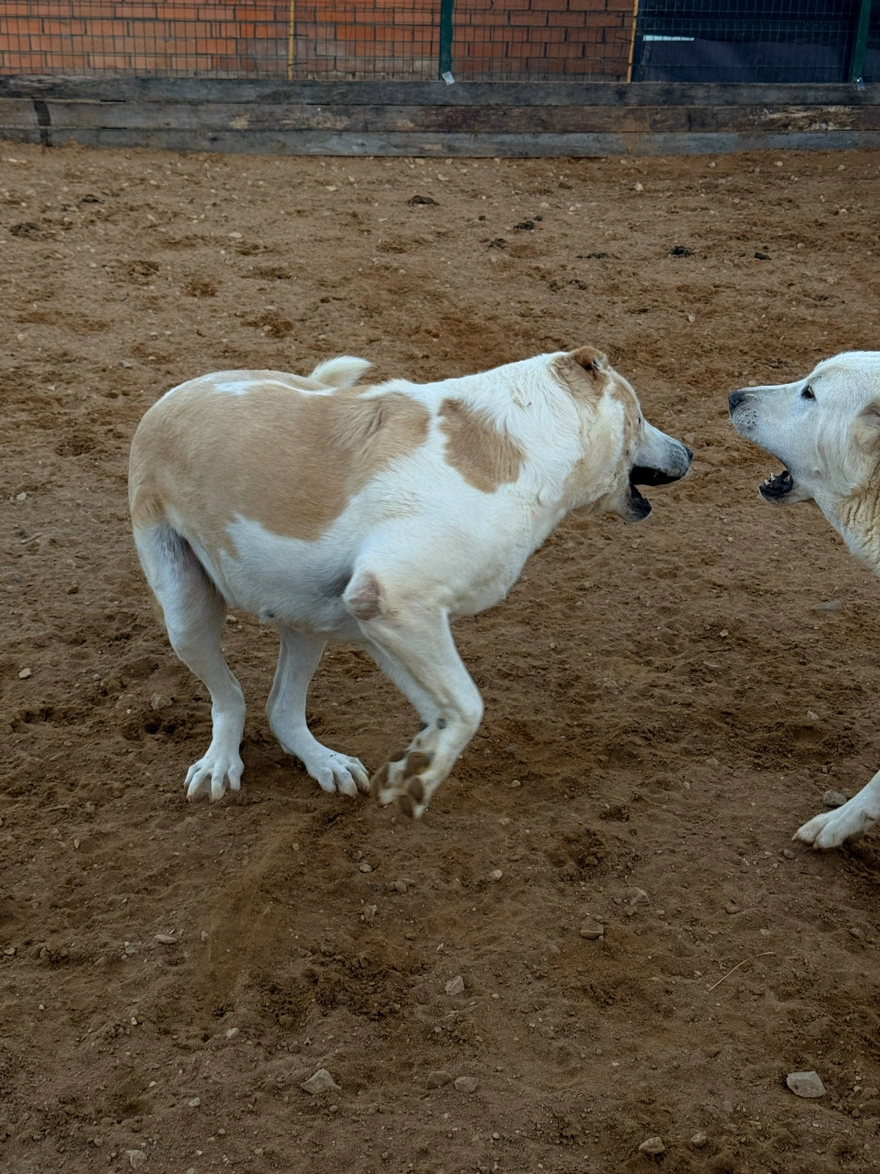 🐕 Мамай и Магда: два сердца, которые ждут своего дома! 🐕